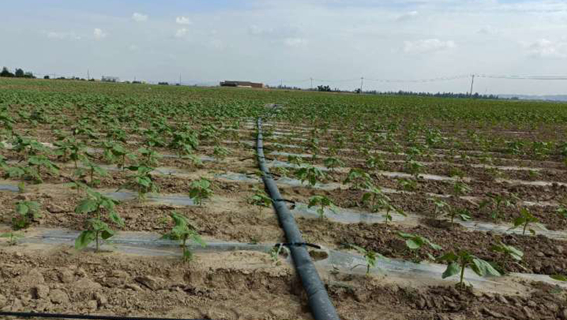 甘肅省蘭州新區(qū)中川園區(qū)2020年高標準農(nóng)田建設(shè)項目